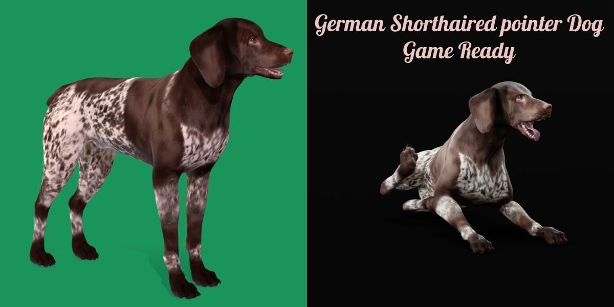 German Shorthaired Pointers Dog 3D model_3
