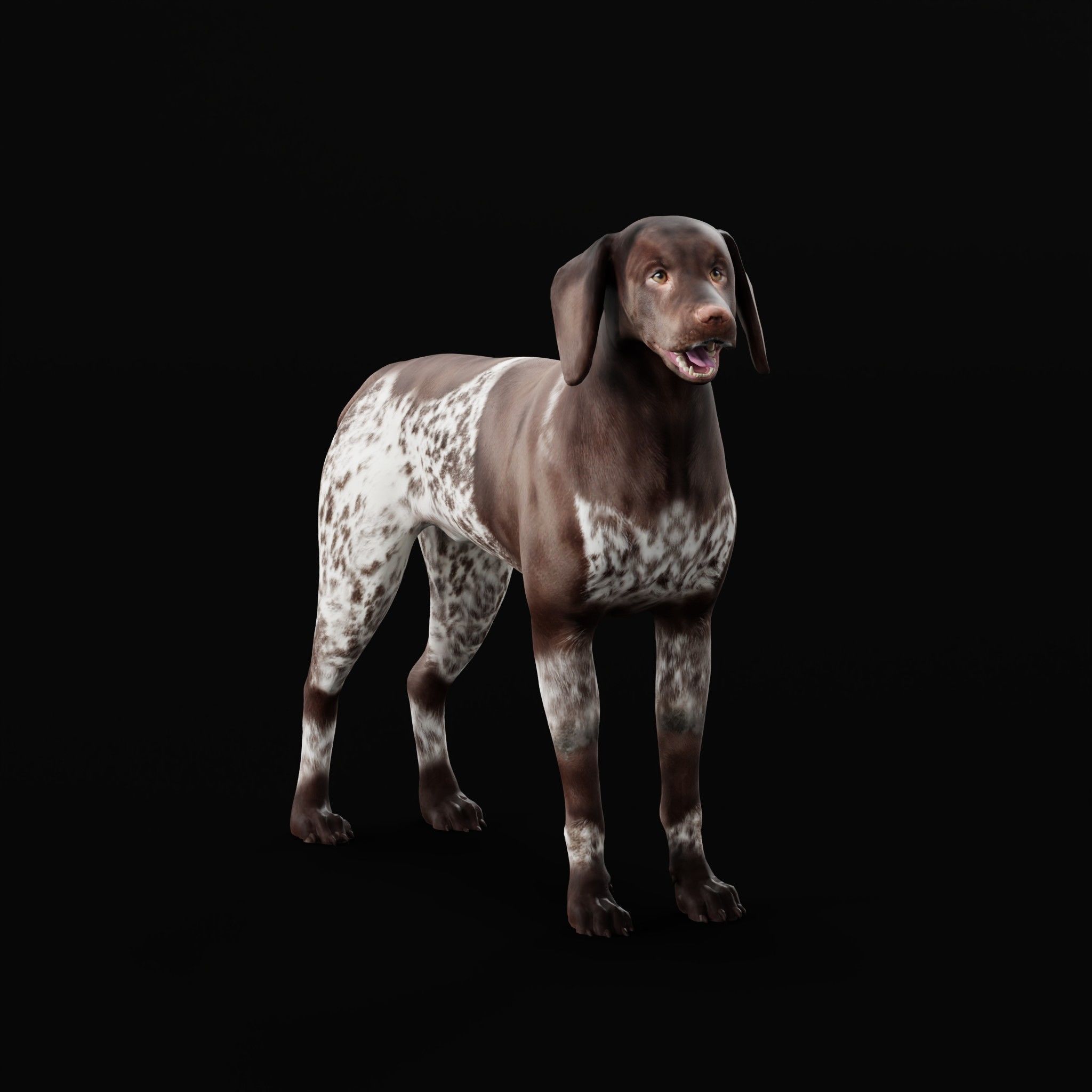 German Shorthaired Pointers Dog 3D model_25