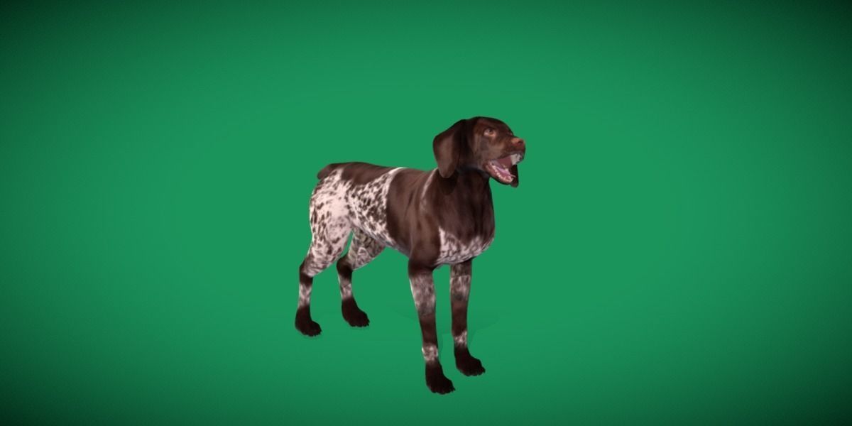 German Shorthaired Pointers Dog 3D model_20