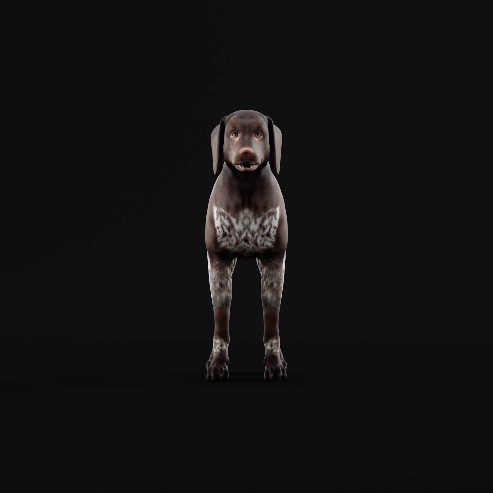 German Shorthaired Pointers Dog 3D model_31