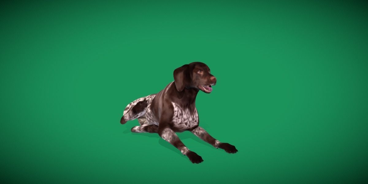 German Shorthaired Pointers Dog 3D model_4