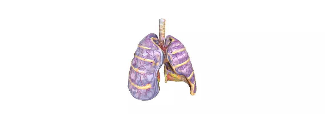 3D Human Lung Anatomy Human Anatomy the Intricacies of the Lungs 3D print model_0