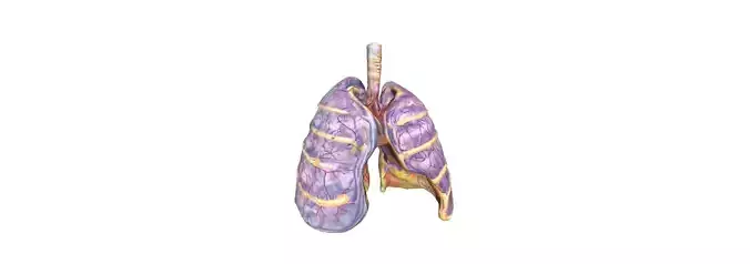 3D Human Lung Anatomy Human Anatomy the Intricacies of the Lungs