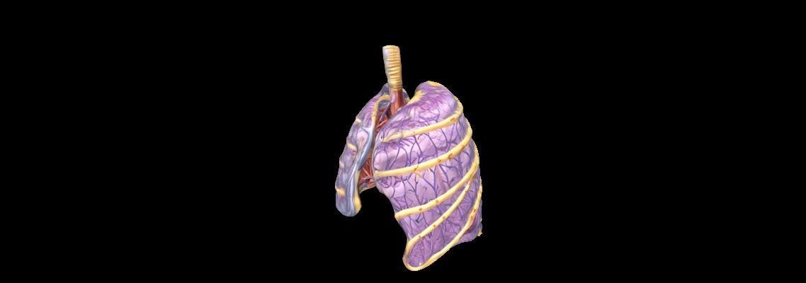 3D Human Lung Anatomy Human Anatomy the Intricacies of the Lungs 3D print model_1