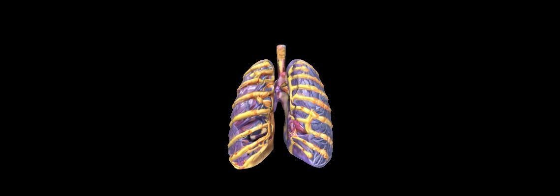 3D Human Lung Anatomy Human Anatomy the Intricacies of the Lungs 3D print model_3