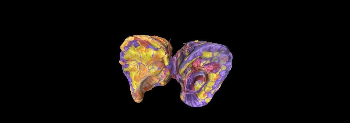 3D Human Lung Anatomy Human Anatomy the Intricacies of the Lungs 3D print model_2