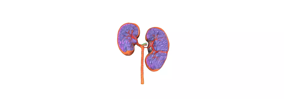 3D Human Kidney Anatomy the Intricacies of Human Kidney Anatomy 3D print model