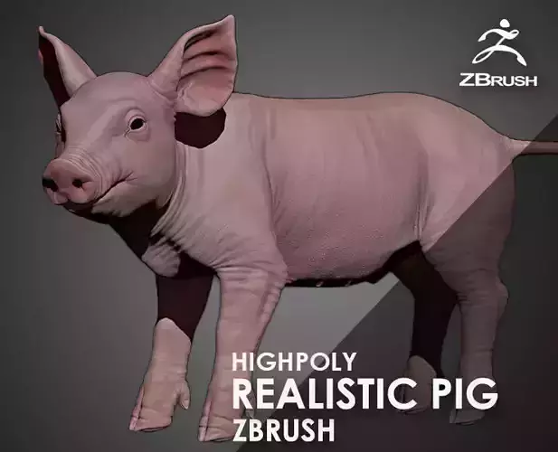 Highpoly Realistic Pig Sculpted in Zbrush 2019 3D model
