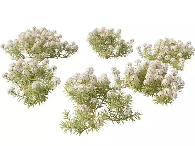 HighpolyLow Poly - Ledum decumbens - Labrador tea