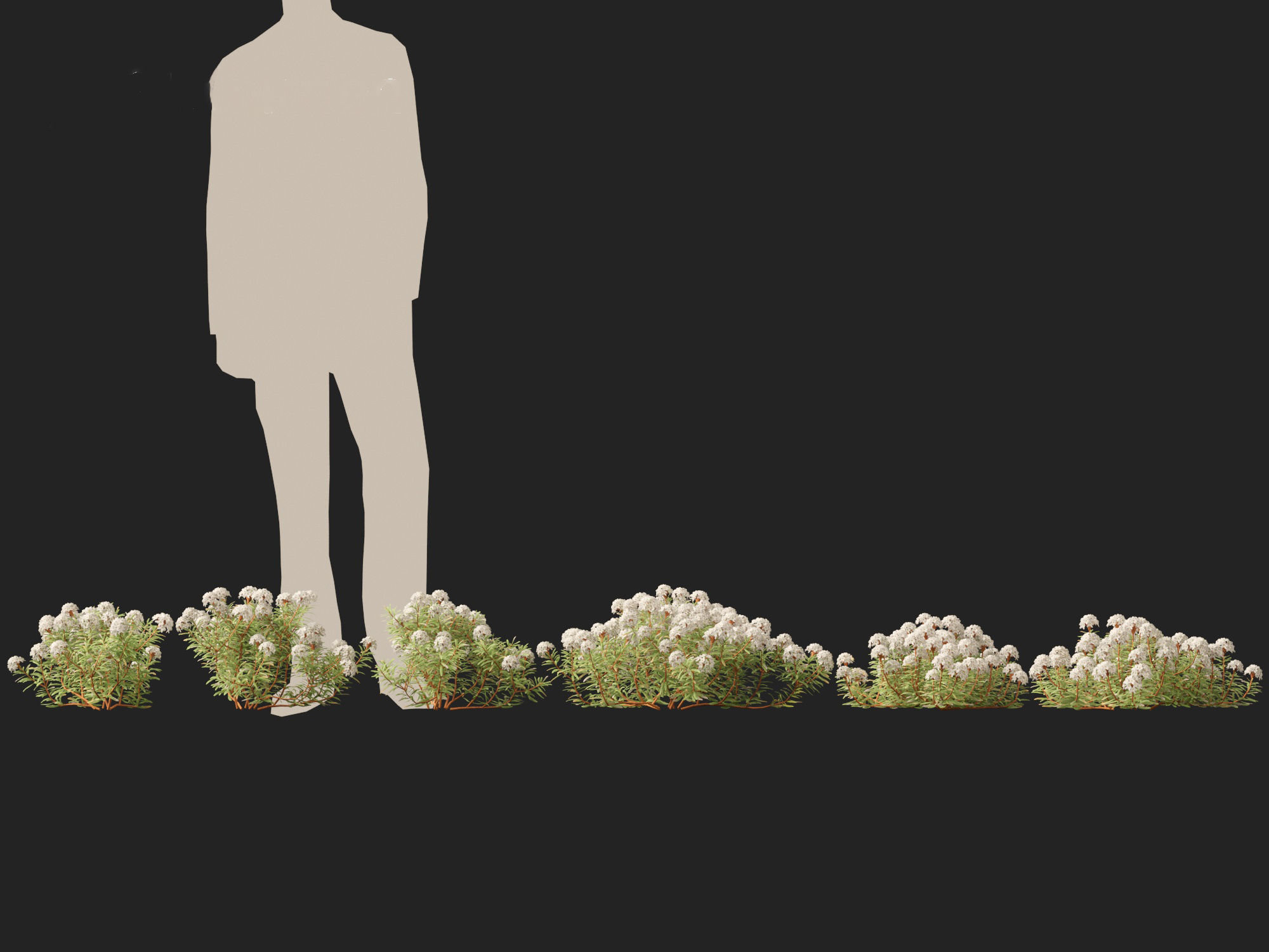 HighpolyLow Poly - Ledum decumbens - Labrador tea 3D model_2