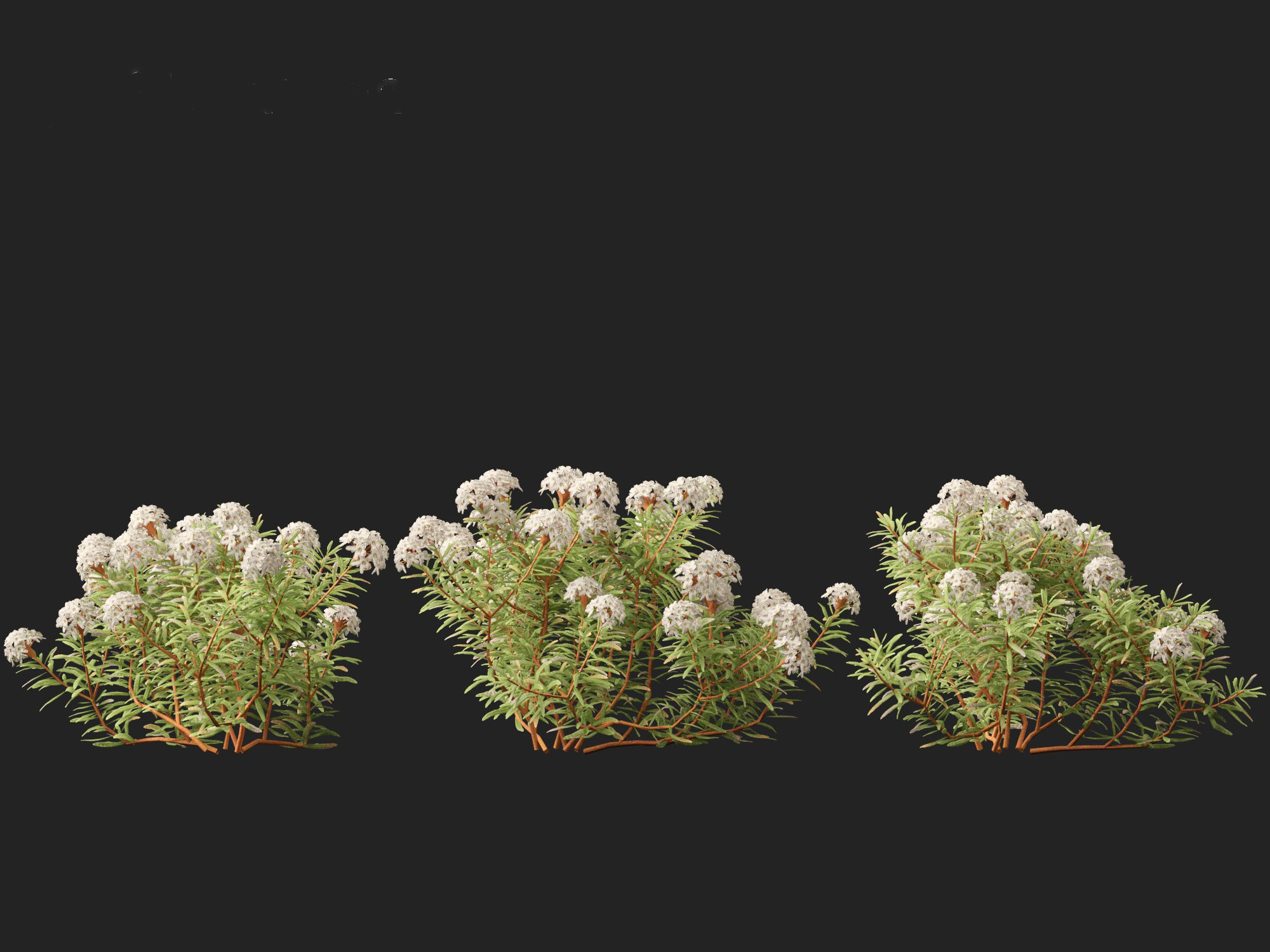 HighpolyLow Poly - Ledum decumbens - Labrador tea 3D model_4