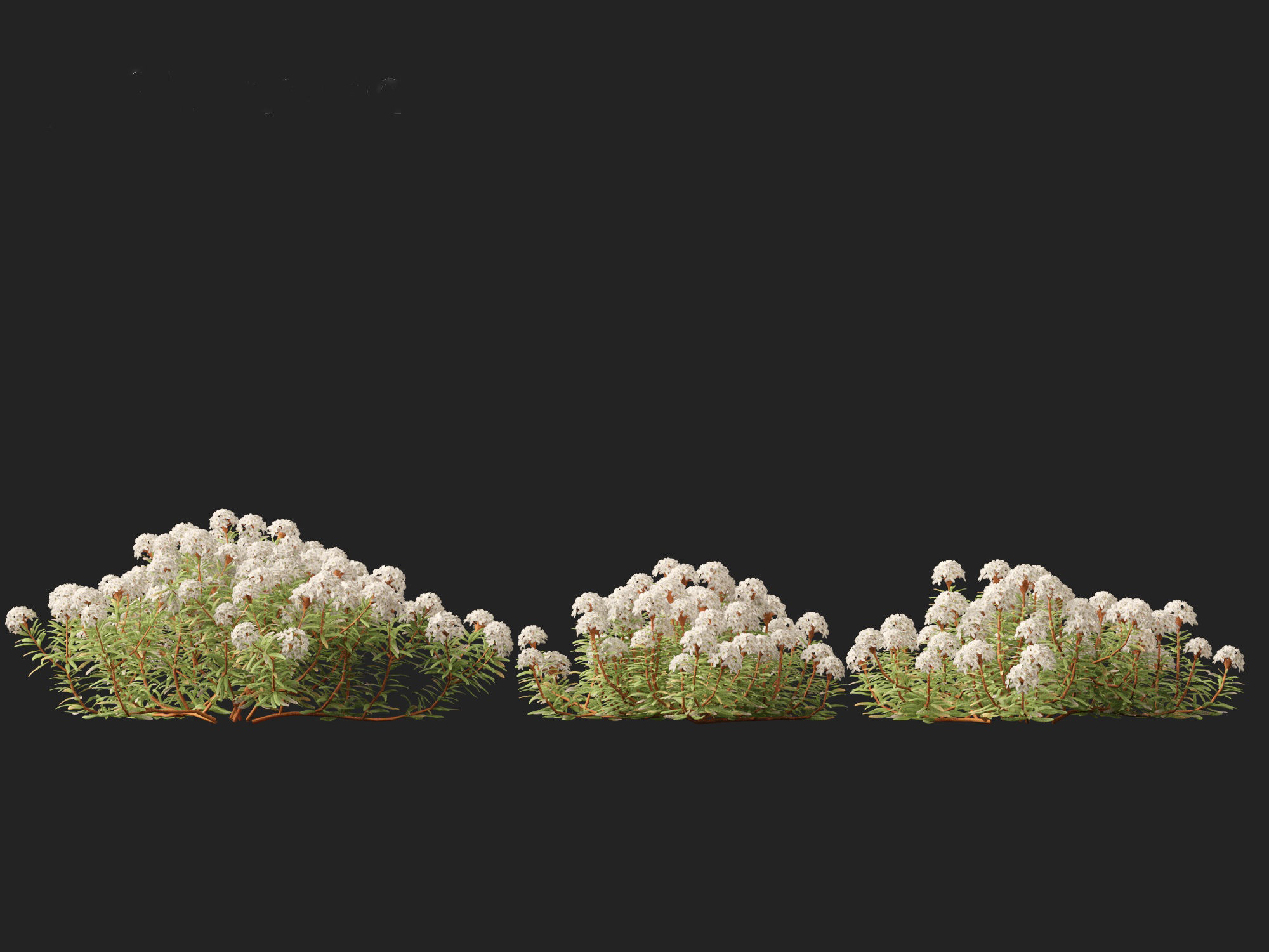 HighpolyLow Poly - Ledum decumbens - Labrador tea 3D model_6