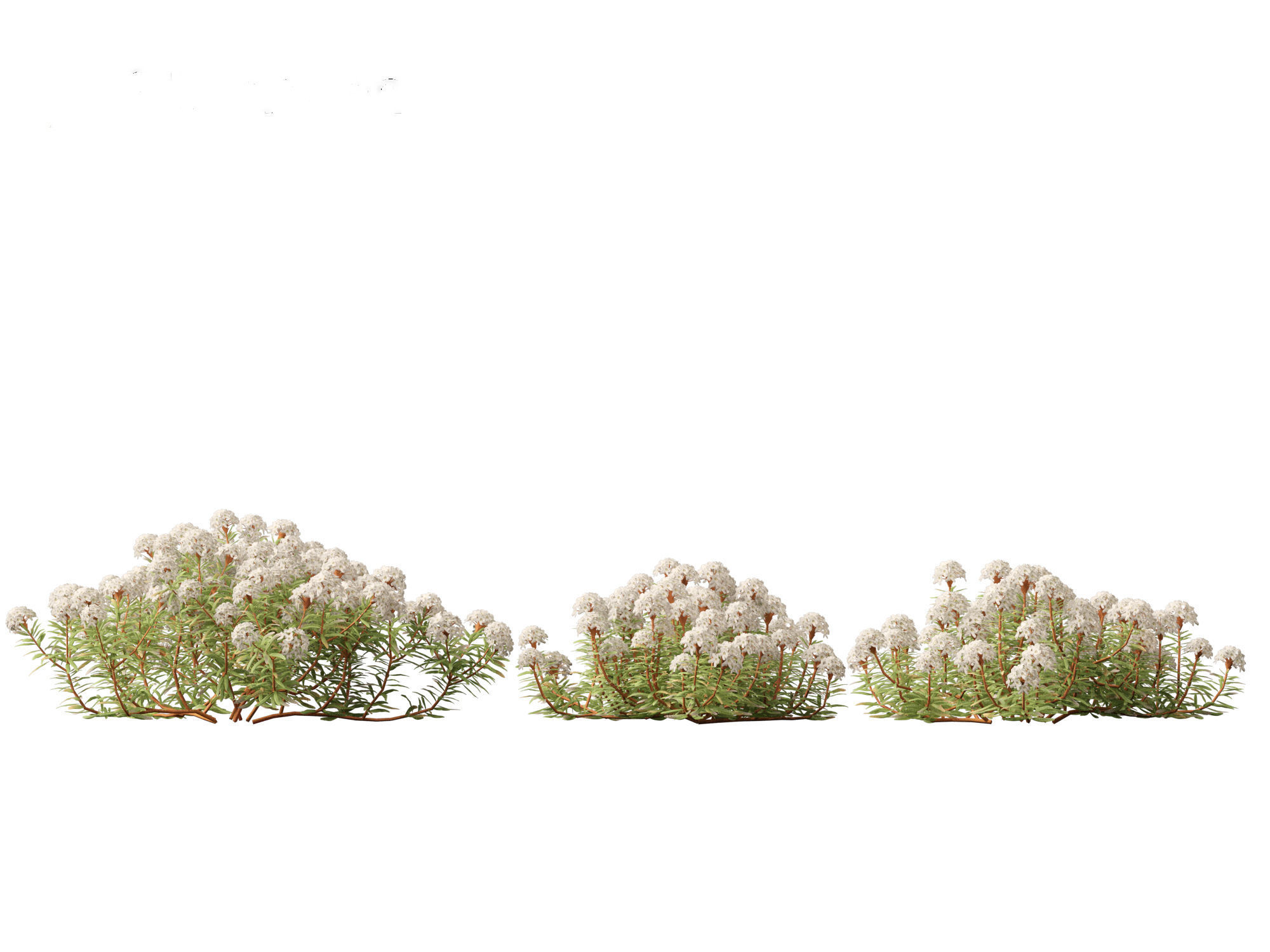 HighpolyLow Poly - Ledum decumbens - Labrador tea 3D model_5