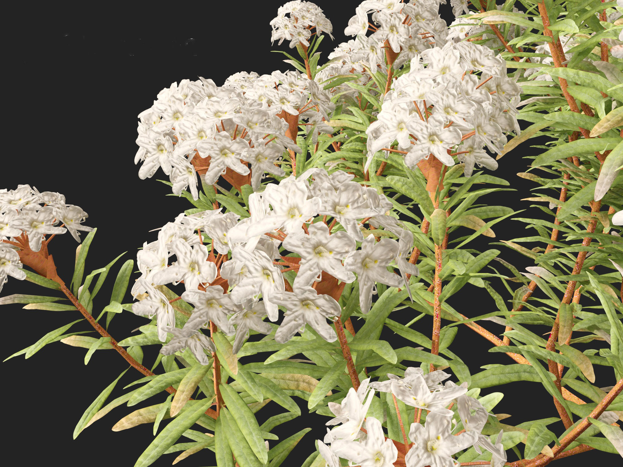 HighpolyLow Poly - Ledum decumbens - Labrador tea 3D model_9
