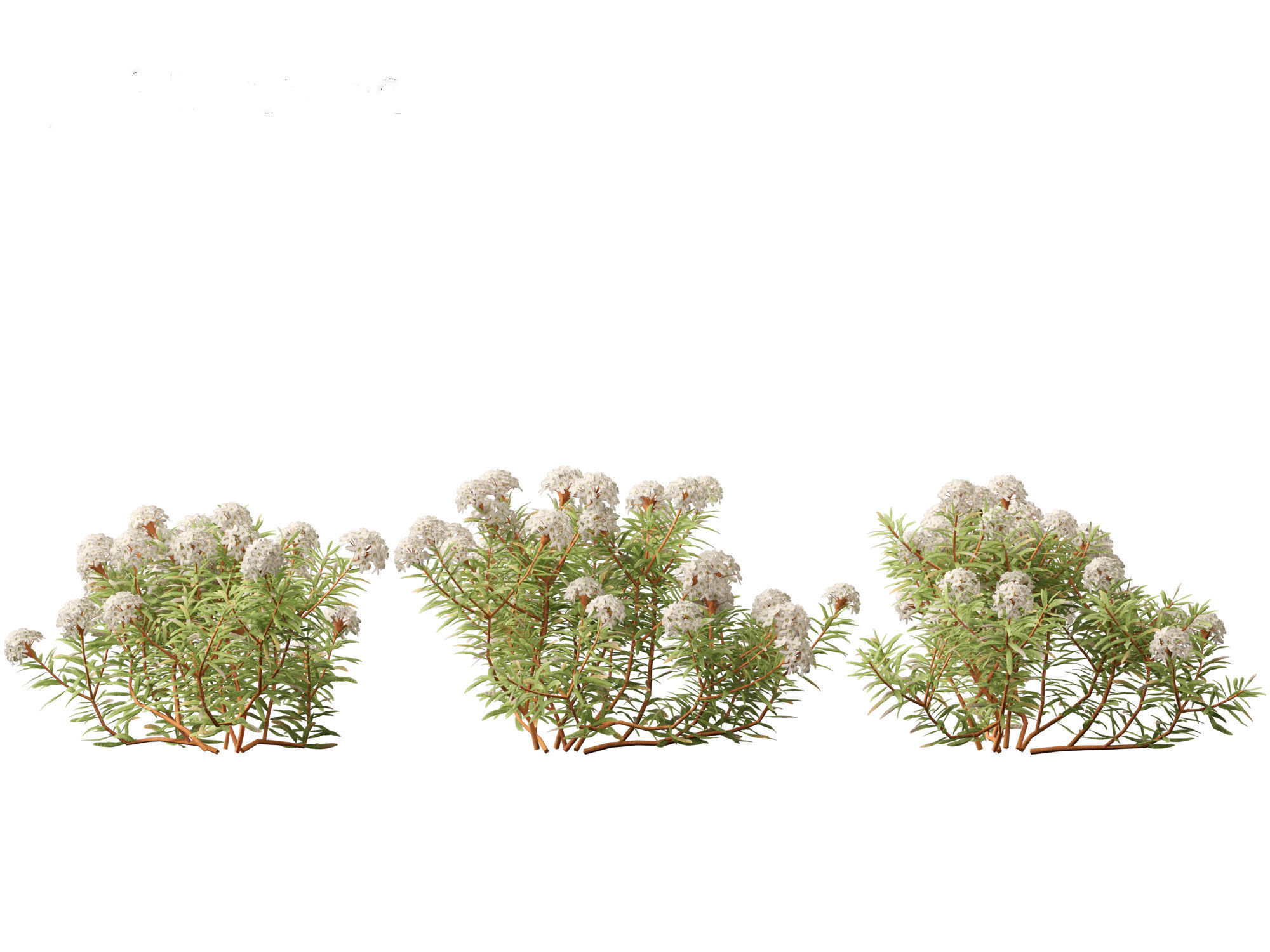 HighpolyLow Poly - Ledum decumbens - Labrador tea 3D model_3