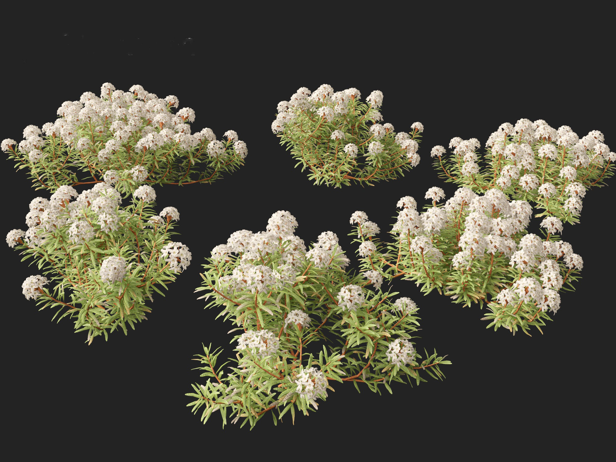 HighpolyLow Poly - Ledum decumbens - Labrador tea 3D model_7