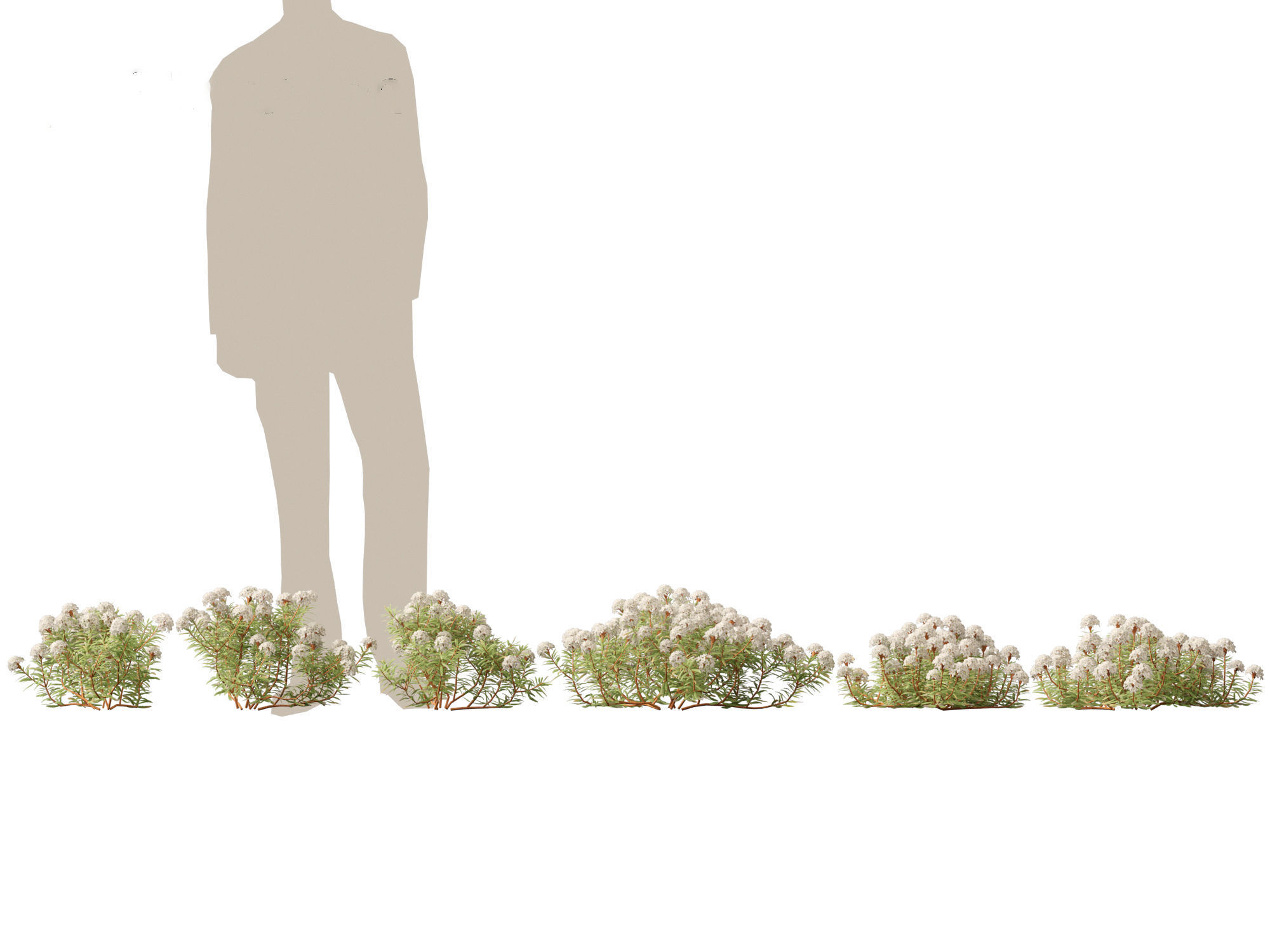 HighpolyLow Poly - Ledum decumbens - Labrador tea 3D model_1