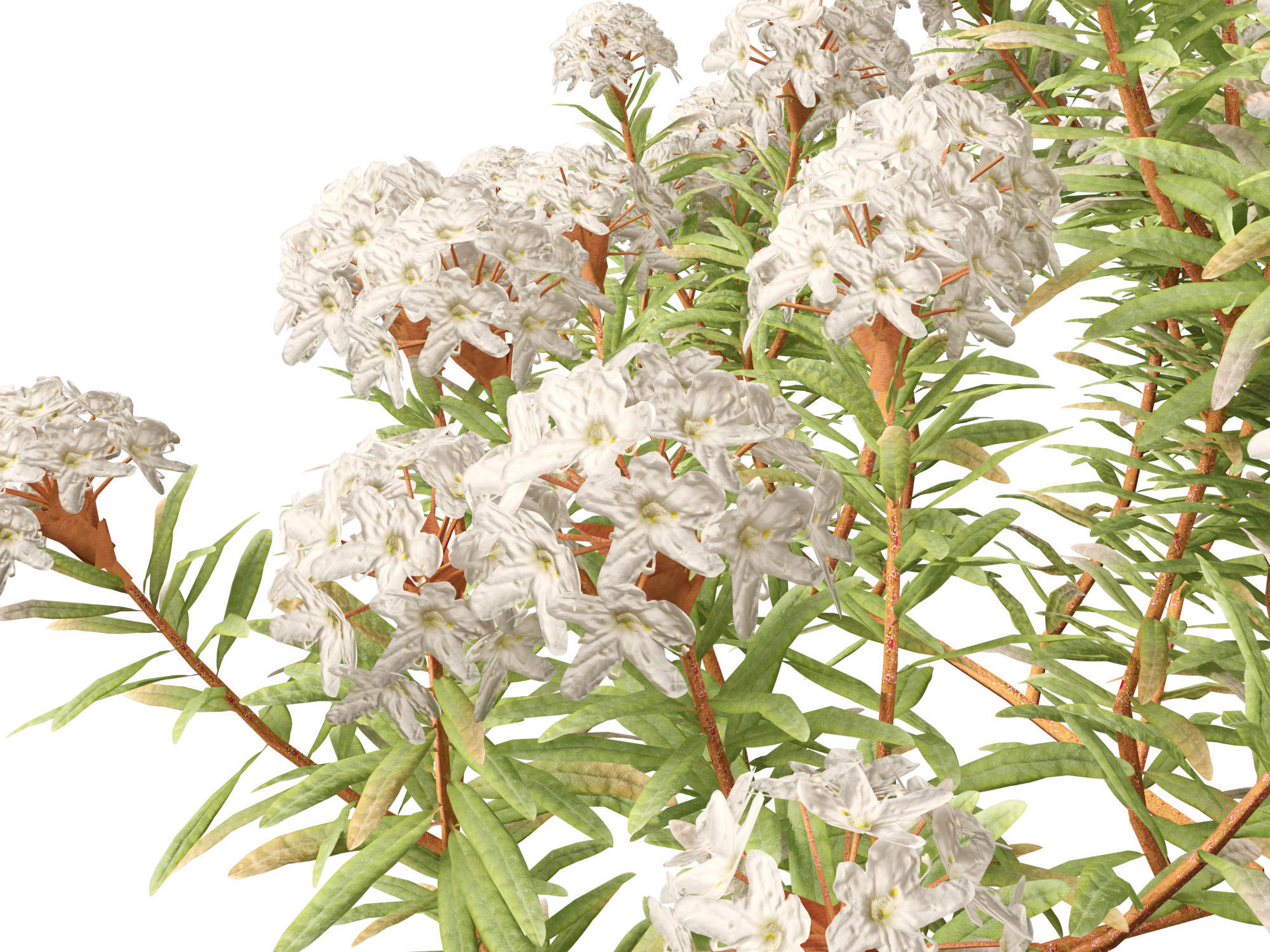 HighpolyLow Poly - Ledum decumbens - Labrador tea 3D model_8