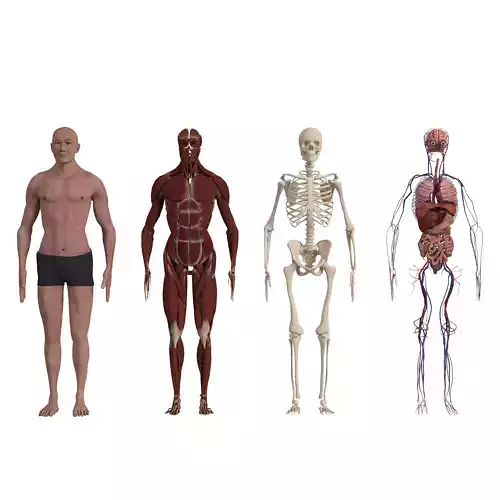 Complete Human body Anatomy - Muscle Skeleton Organ Circulatory