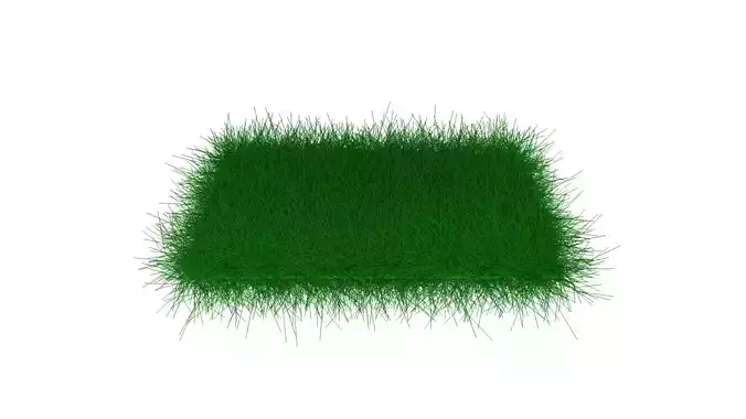 Grass