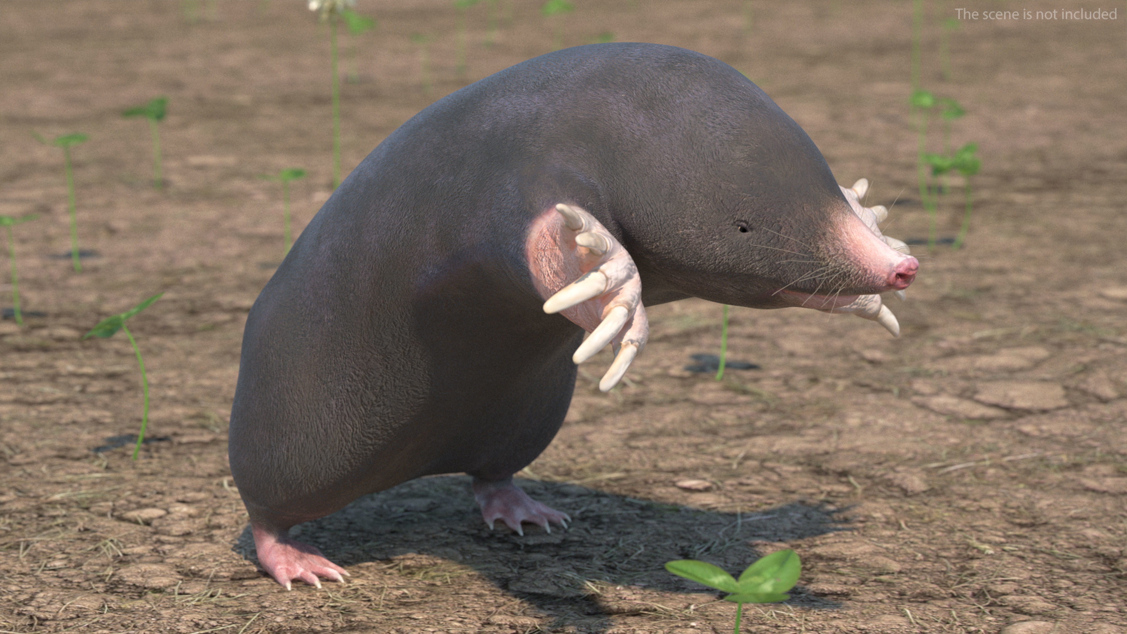 European Mole Animal Rigged 3D model