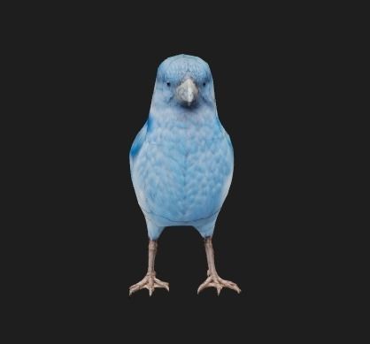 Bleu bird 3D model_1