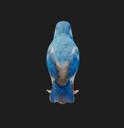 Bleu bird 3D model_3