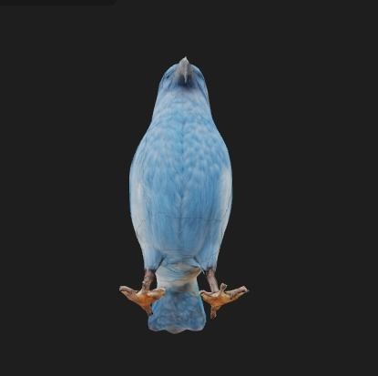 Bleu bird 3D model_2