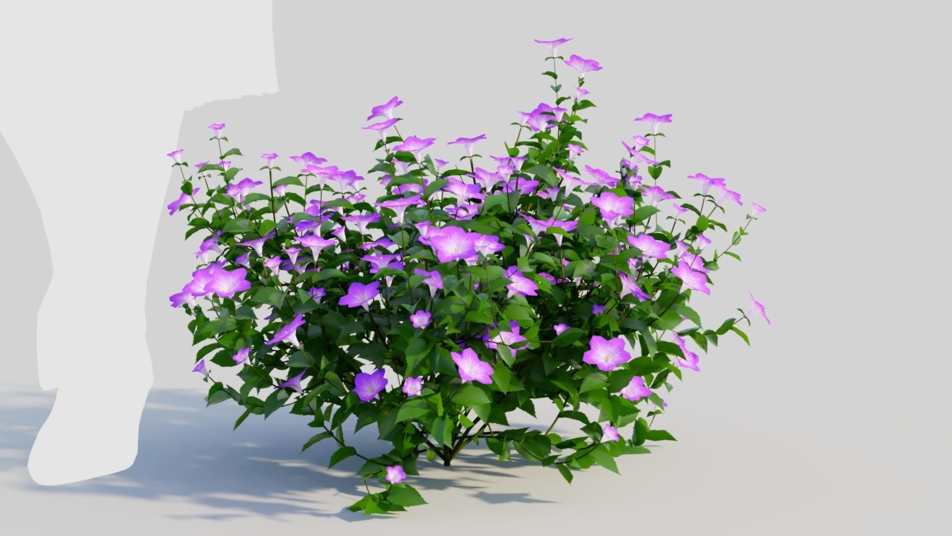 Petunia integrifolia a 3D model_6
