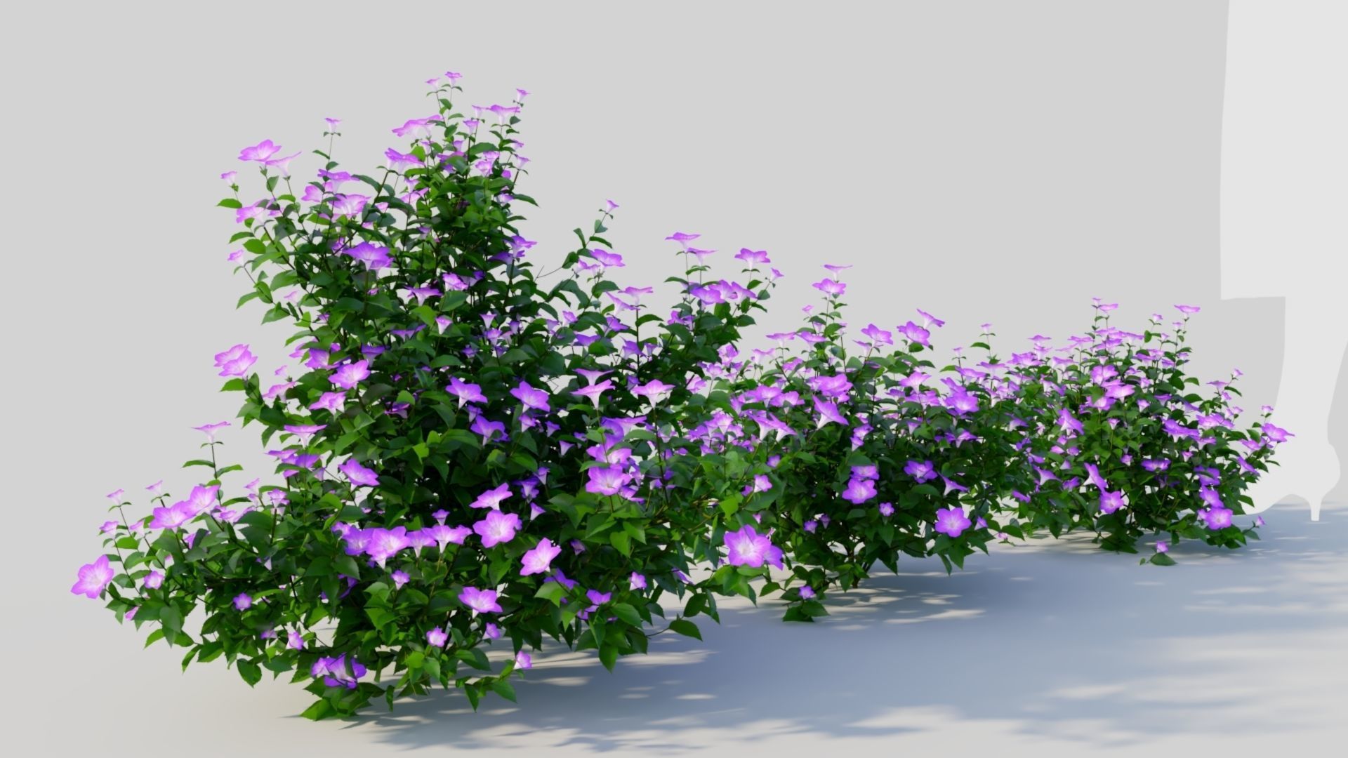 Petunia integrifolia a 3D model_4