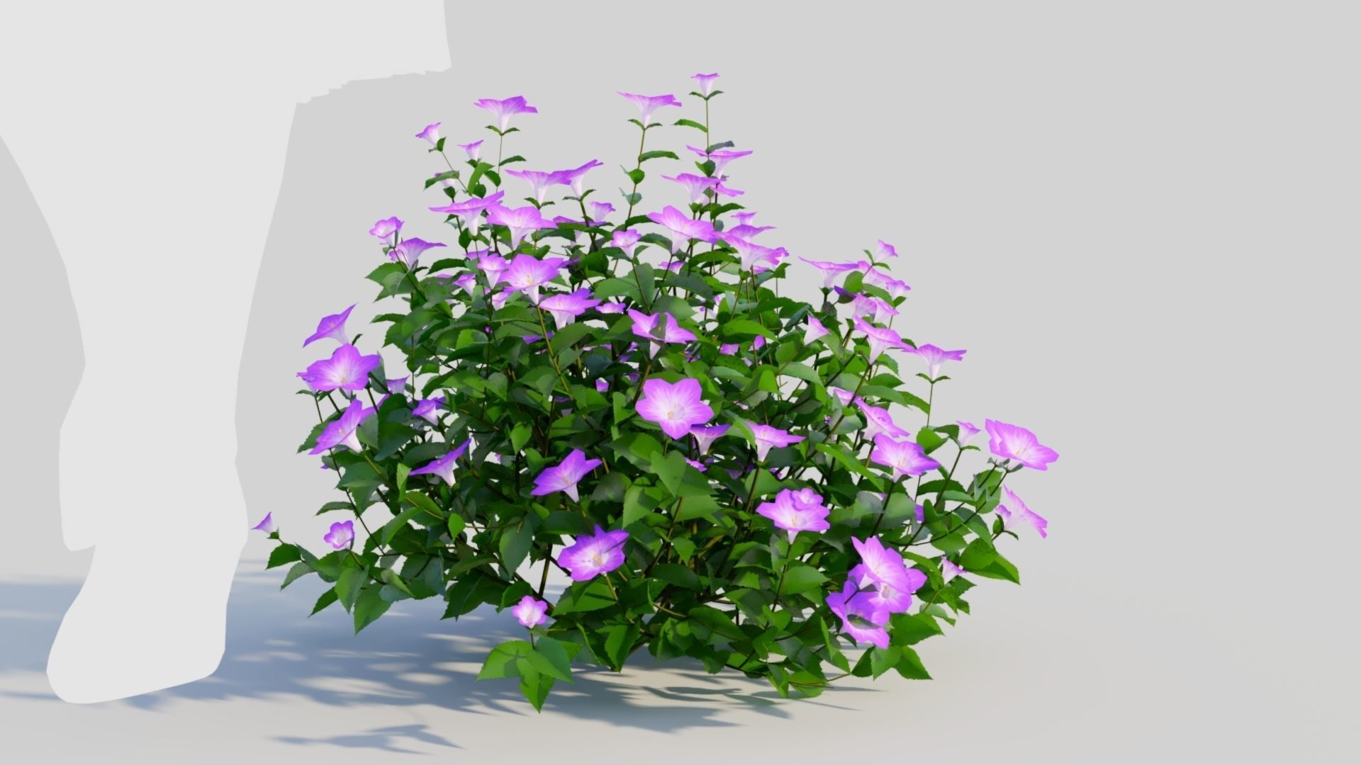 Petunia integrifolia a 3D model_5