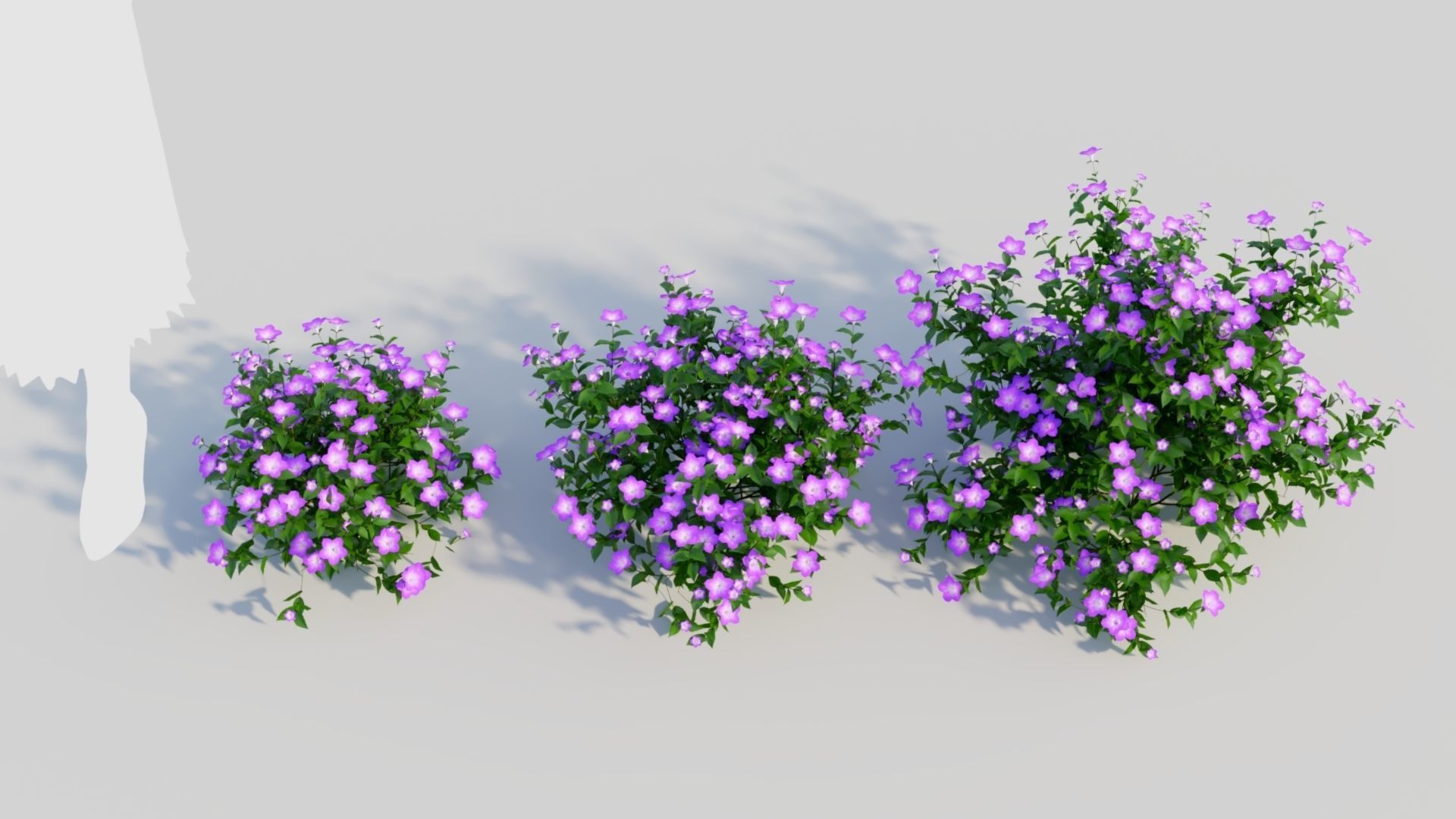 Petunia integrifolia a 3D model_2