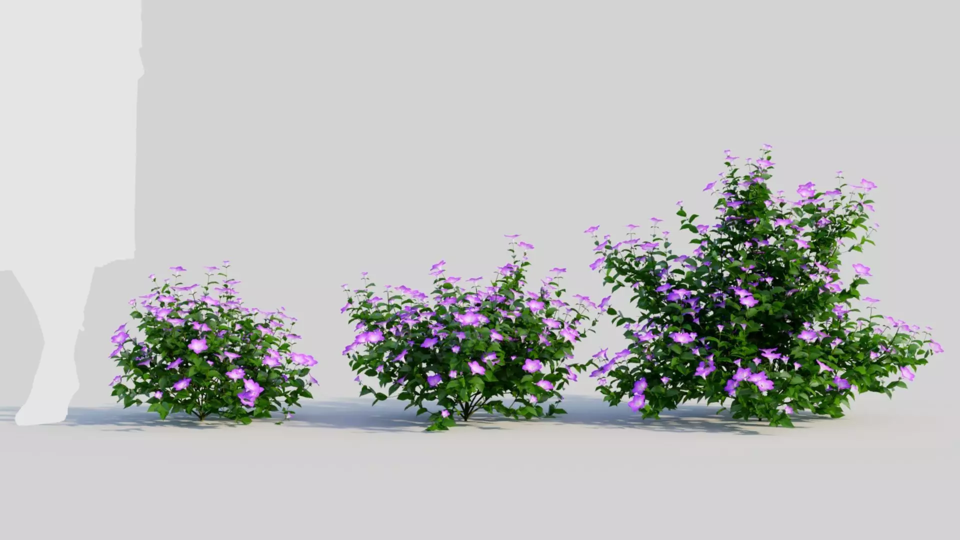 Petunia integrifolia a 3D model_0