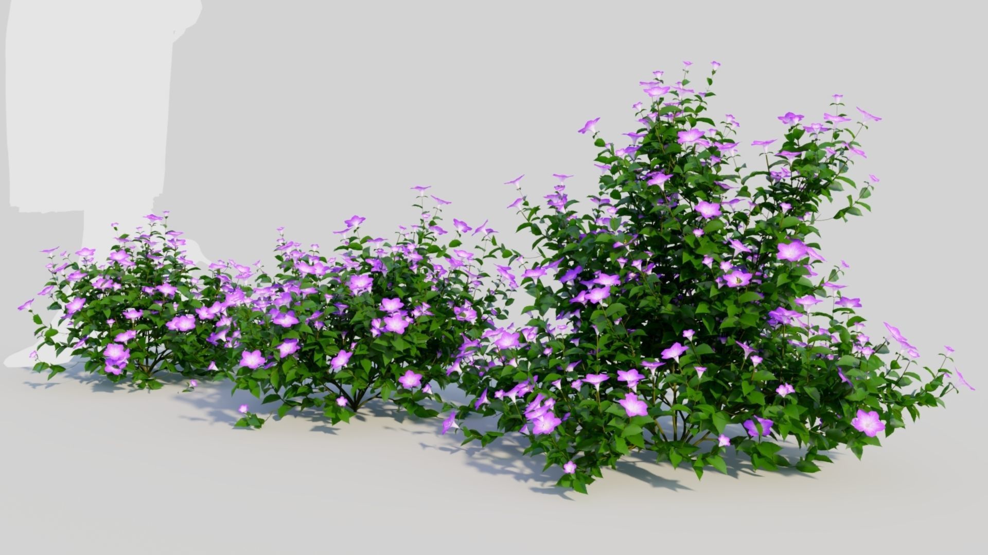 Petunia integrifolia a 3D model_1