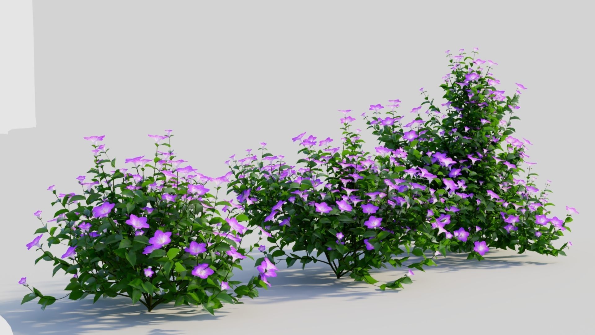 Petunia integrifolia a 3D model_3