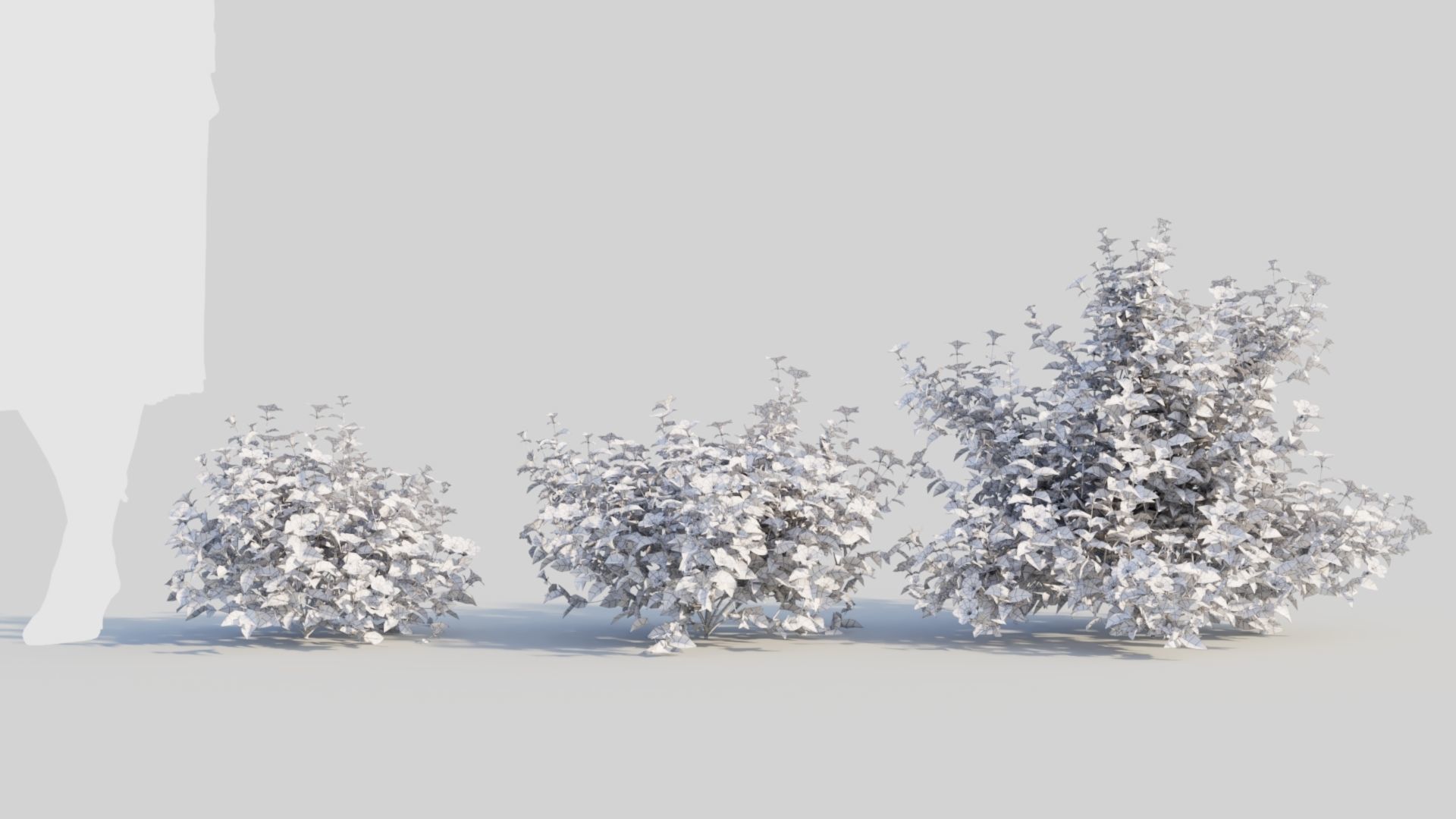 Petunia integrifolia a 3D model_8