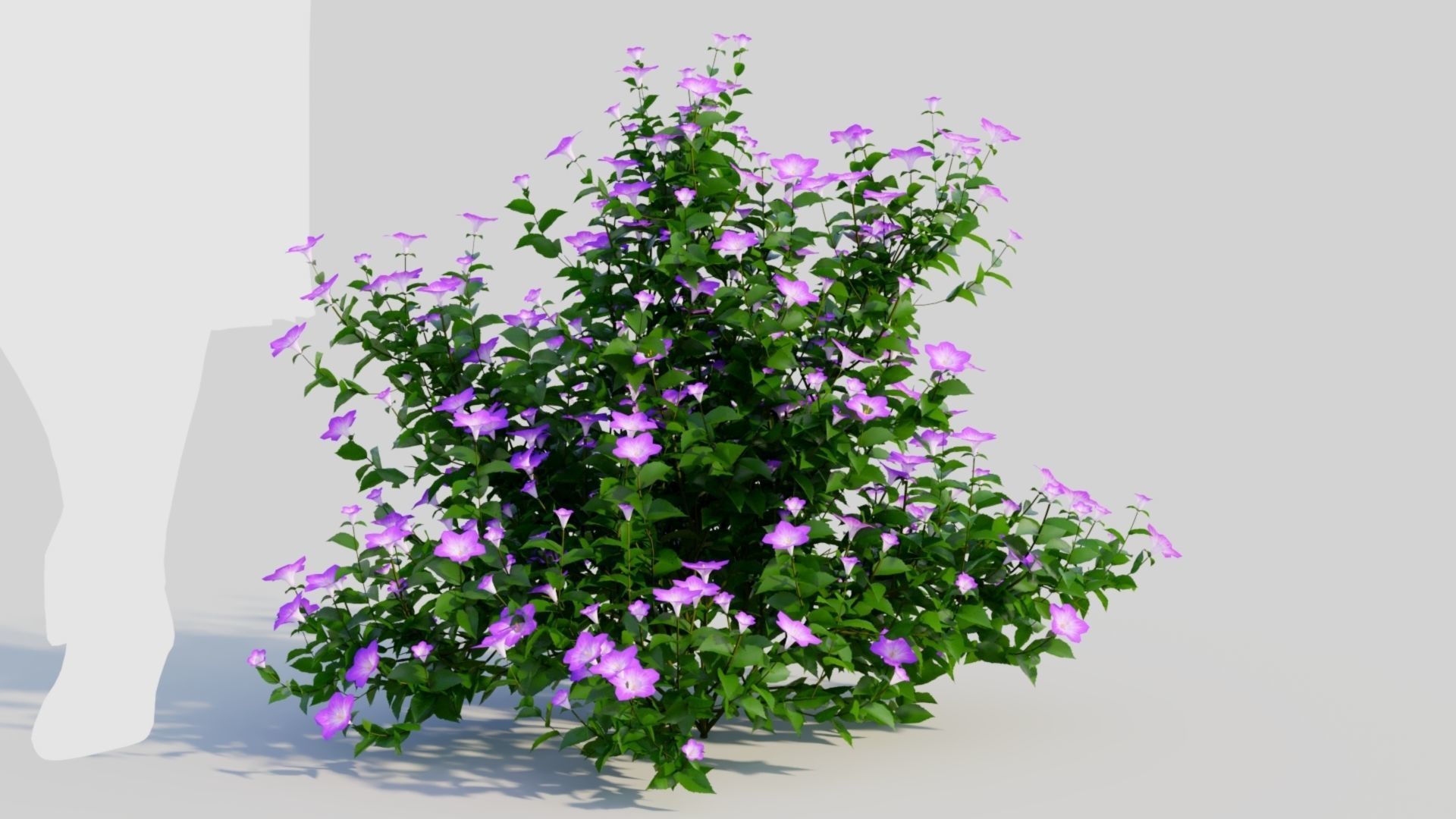 Petunia integrifolia a 3D model_7