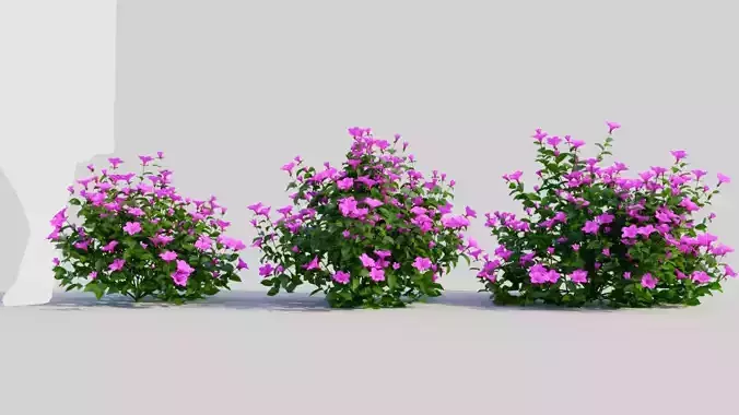 Petunia integrifolia b