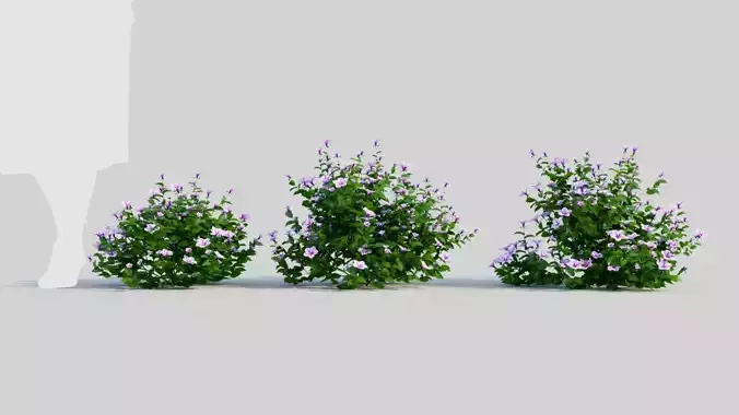 Petunia integrifolia c