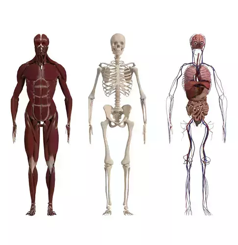 Human Body - Muscles Skull and Internal Organs 3D model