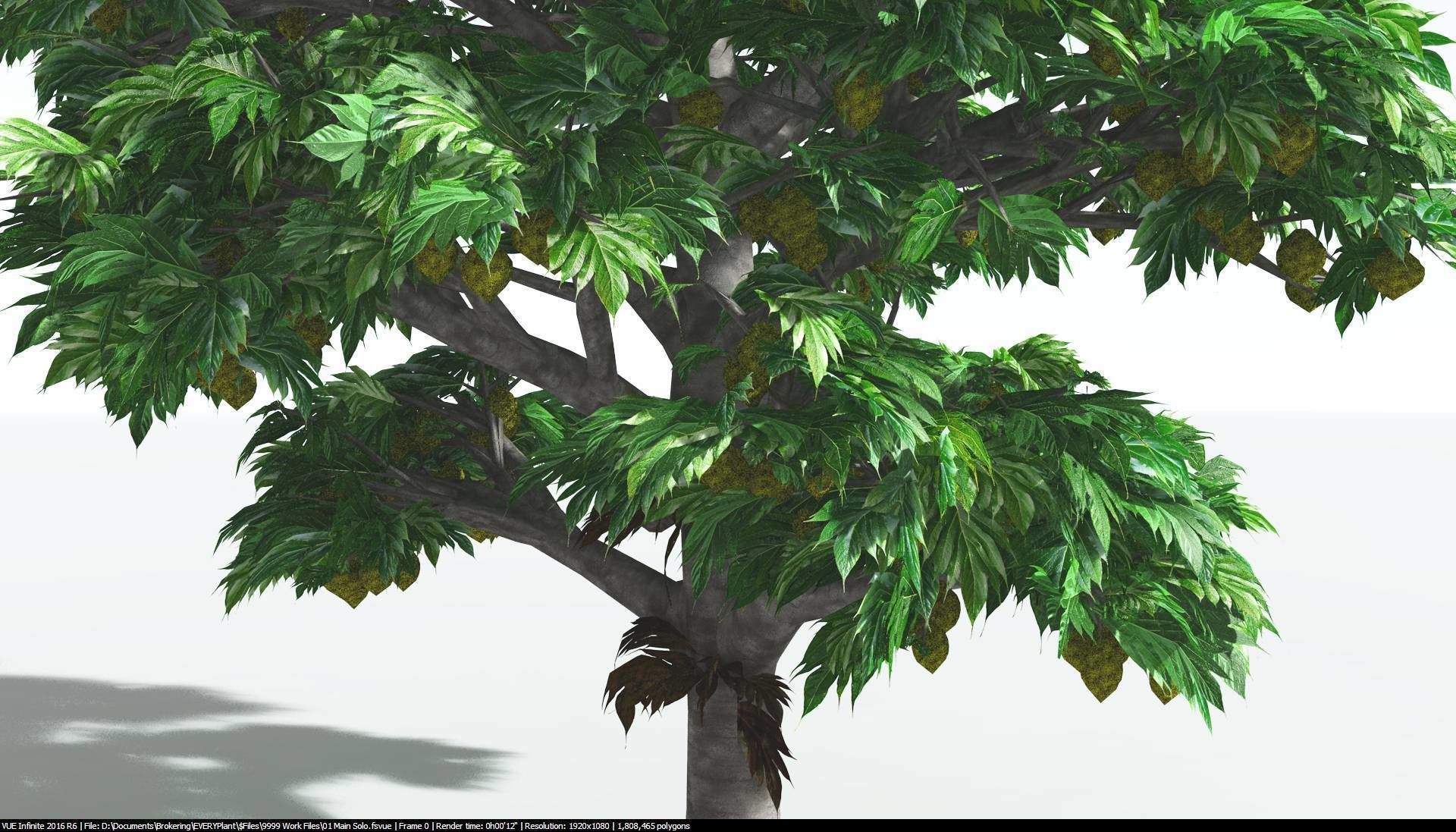 EVERYPlant Breadnut 1 --12 Models-- 3D model_19