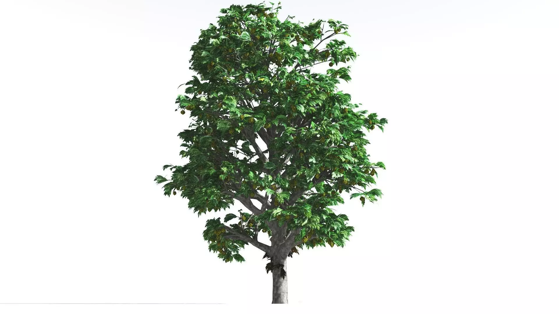 EVERYPlant Breadnut 1 --12 Models-- 3D model_0