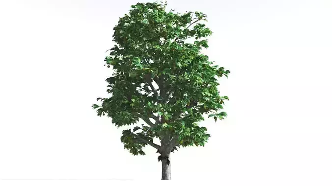 EVERYPlant Breadnut 1 --12 Models-- 3D model