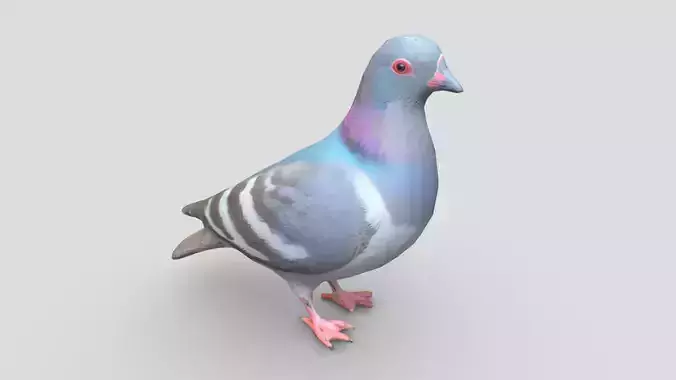 Standing Bird Pigeon