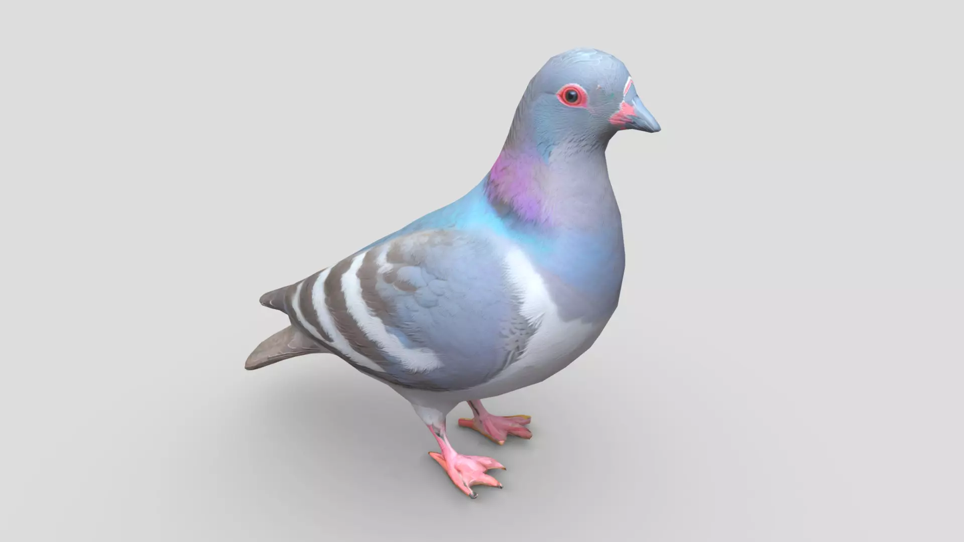 Standing Bird Pigeon Low-poly 3D model