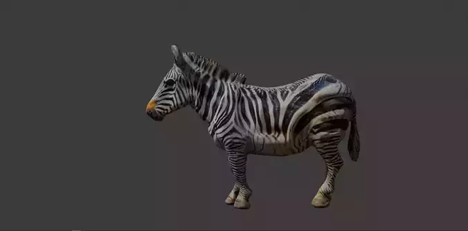 Zebra 3d Model Free Free 3D model