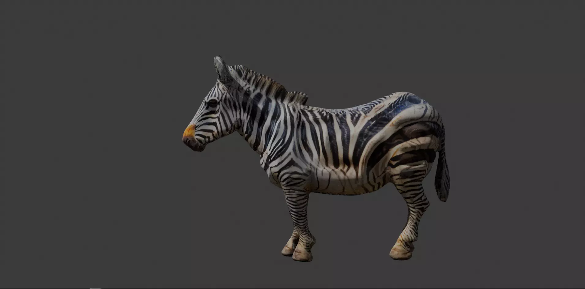 Zebra 3d Model Free Free 3D model