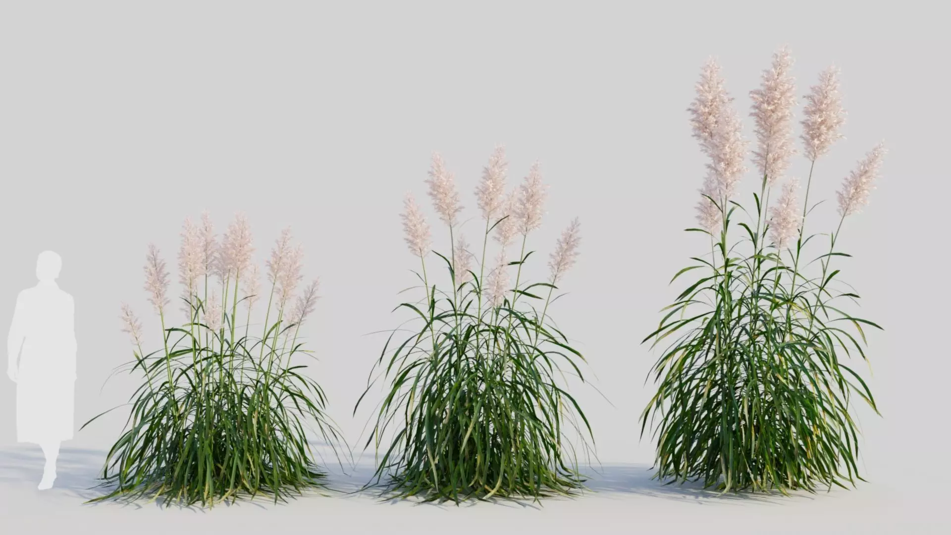 Cortaderia jubata a 3D model