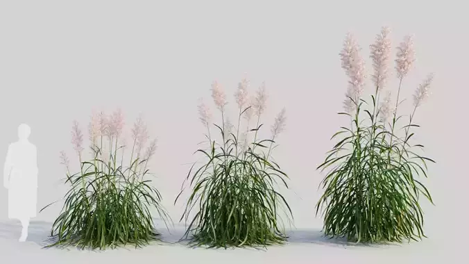 Cortaderia jubata a
