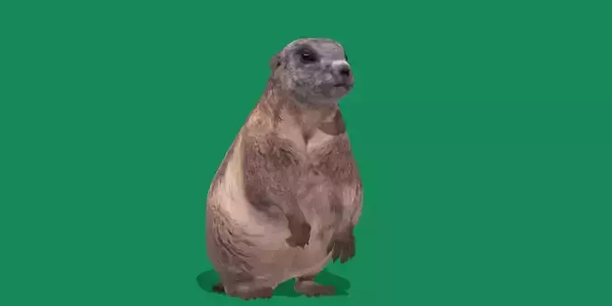 Groundhog Marmots Low-poly 3D model